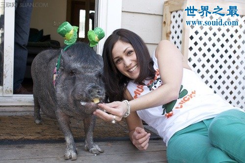 世界上寿命最长的猪，活了23年的宠物猪(www.gifqq.com)