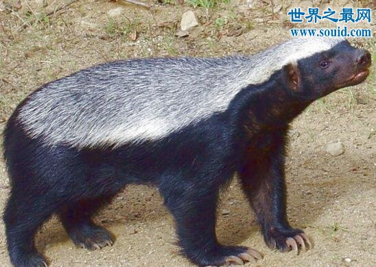 世界上最大胆的动物，平头哥蜜獾(竟什么都敢吃)(www.gifqq.com)