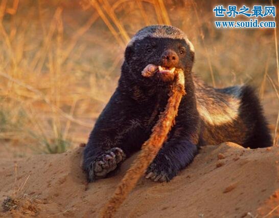 世界上最大胆的动物，平头哥蜜獾(竟什么都敢吃)(www.gifqq.com)