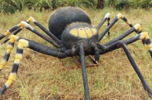 世界上最大的蜘蛛，巨蜘蛛和狗一样大(吃人乃谣言)