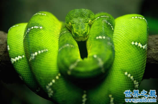 世界上最罕见最珍稀的蛇，蓝血蛇(售价高达300万)(www.gifqq.com)