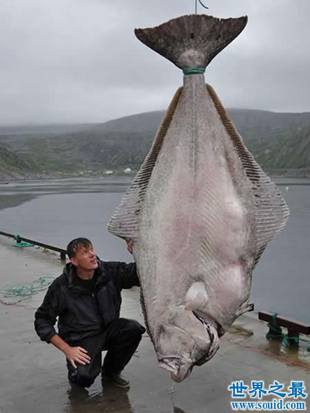 世界上最大的比目鱼，重达468斤(用鱼竿钓起)(www.gifqq.com)