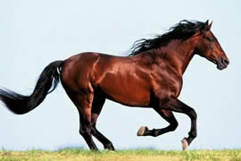 关于马匹的10个世界之最，史上最全纪录