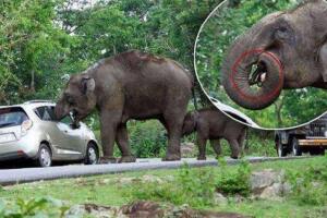 世界上最记仇的动物，大象十三年后撞死猎人报仇