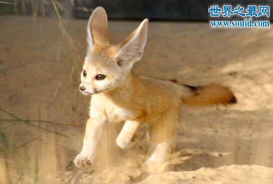 世界上最小的狐狸，超级萌的耳廓狐(只有手掌大)(www.gifqq.com)