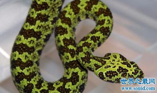 世界上最贵的毒蛇，莽山烙铁头蛇(价值数百万)(www.gifqq.com)