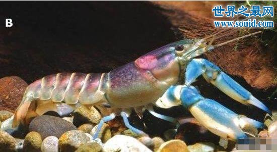 世界上最美的龙虾，七彩的银河系小龙虾(www.gifqq.com)