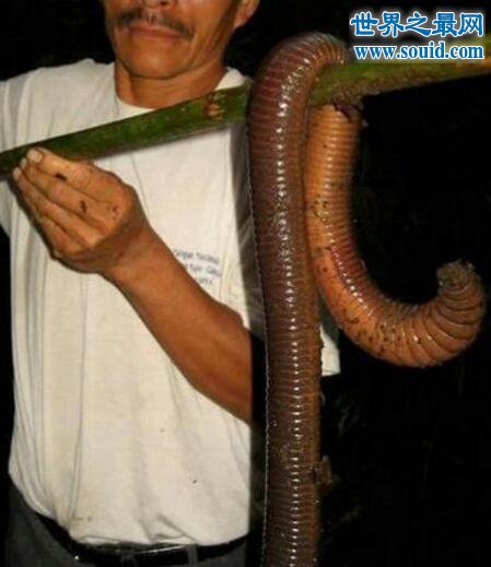 史上最长巨型蚯蚓，是普通蚯蚓的20倍(2米长)(www.gifqq.com)