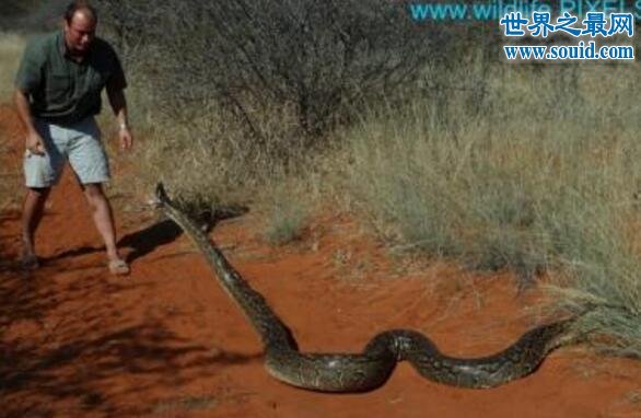 世界上最大的蛇97米，当然是假的（只有14.85米）(www.gifqq.com)