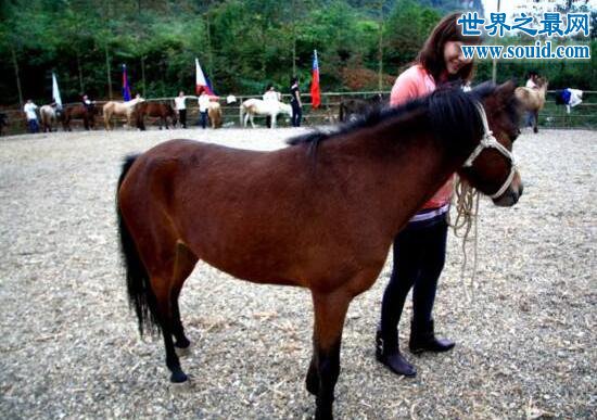 世界上最矮的马，中国德保矮马(仅80厘米)(www.gifqq.com)