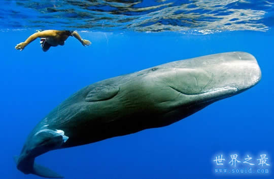 世界上潜水最深的动物，抹香鲸(下潜2200米)(www.gifqq.com)