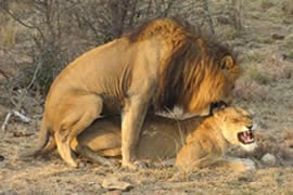 动物界十大最不可思议的性行为，狮子一次交配需4天