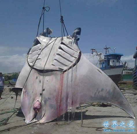 世界上最大的淡水鱼，1吨多重的巨型黄貂鱼(组图)(www.gifqq.com)