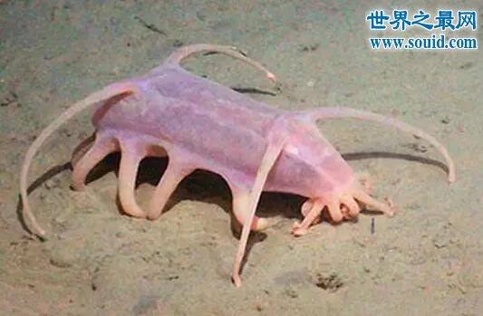 世界十大怪异的海洋生物，海猪(水乎乎的多脚生物)(www.gifqq.com)