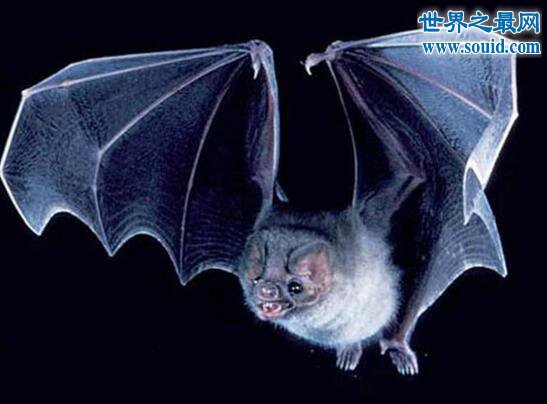 世界上最罕见的蝙蝠，猪脸大蝙蝠(嗜血成性)(www.gifqq.com)