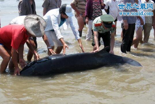 世界上最悲哀的濒危动物，伪虎鲸(被人类逼到集体自杀）(www.gifqq.com)