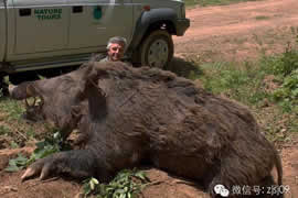 世界上最大的野猪，454公斤的野猪(图)