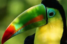 世界上嘴巴最大的鸟，巨嘴鸟(嘴长占身体的一半)