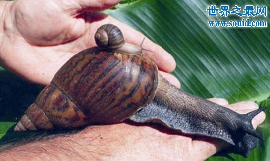 世界上破坏性最强的蜗牛，非洲大蜗牛(田园杀手)(www.gifqq.com)