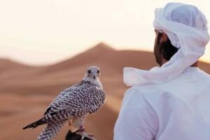 世界上最昂贵的宠物，迪拜的土豪都是养鹰隼的