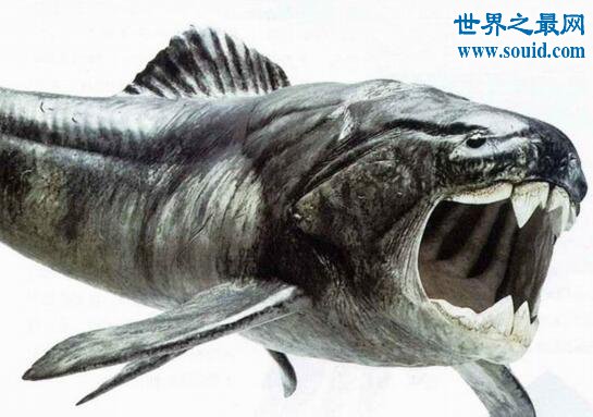 史前最大的海洋猎食者，邓氏鱼(一口KO掉鲨鱼)(www.gifqq.com)