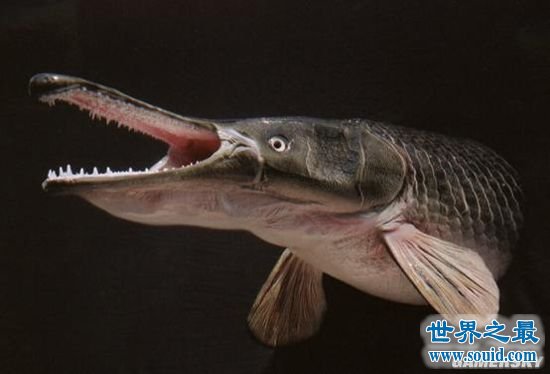 世界十大最凶猛淡水鱼，盘点那些吃人的恐怖鱼类(www.gifqq.com)