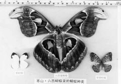 世界上最大的皇蛾蝶