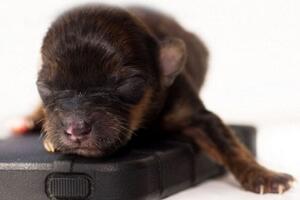 世界最小狗，仅7.62cm就不再成长(还比老鼠小)