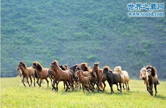 世界上最矮的马，中国德保矮马(仅80厘米)(www.gifqq.com)