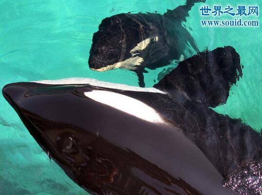 世界上最大的海豚科动物，逆戟鲸(攻击大白鲨海上霸主)(www.gifqq.com)