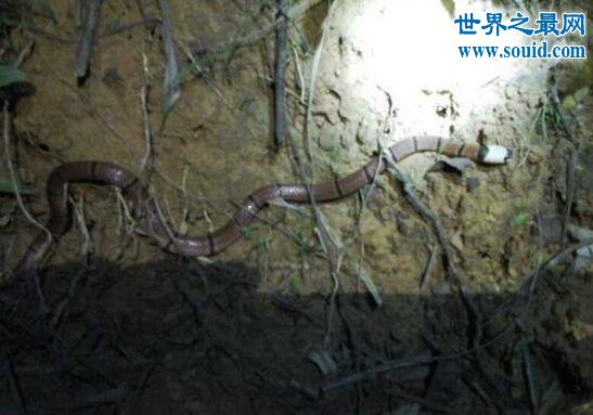 世界上最罕见的毒蛇，喜玛拉雅白头蛇(最好别惹它)(www.gifqq.com)