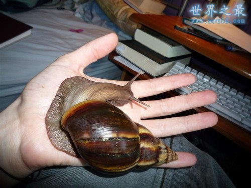 世界上最大的蜗牛，非洲大蜗牛(长20厘米)(www.gifqq.com)