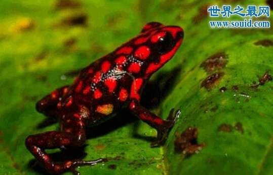 红带箭毒蛙，最毒的杀手(可以毒死200万只老鼠）(www.gifqq.com)