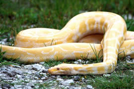 蛇的寿命？世界上年龄最大的蛇(1867年)