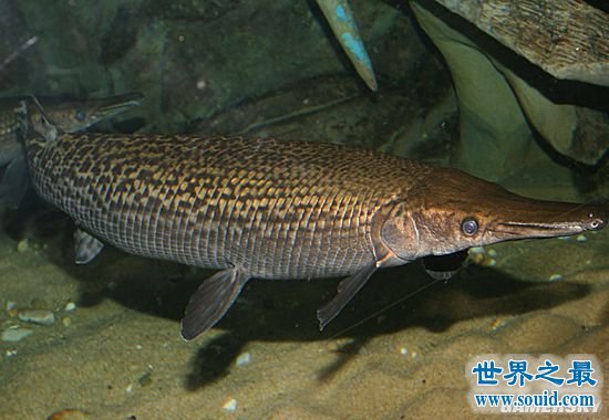 世界十大最凶猛淡水鱼，盘点那些吃人的恐怖鱼类(www.gifqq.com)