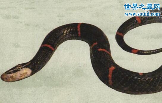 世界上最罕见的毒蛇，喜玛拉雅白头蛇(最好别惹它)(www.gifqq.com)