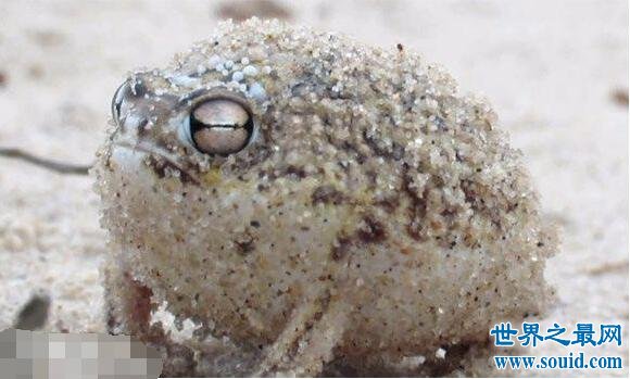 世界上最可爱的青蛙，沙漠雨蛙简直就是一个充气球(www.gifqq.com)