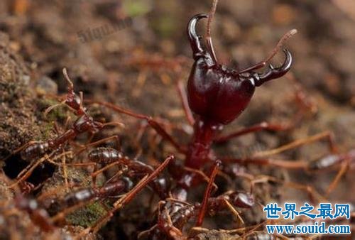 世界上最大的巨型蚂蚁 几个小时吃的你只剩骨头！(www.gifqq.com)