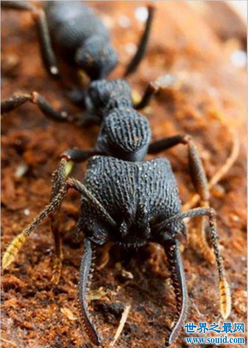 世界上最大的巨型蚂蚁 几个小时吃的你只剩骨头！(www.gifqq.com)