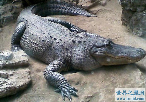 地球最大的鳄鱼，最长13米—屋子都装不下(www.gifqq.com)