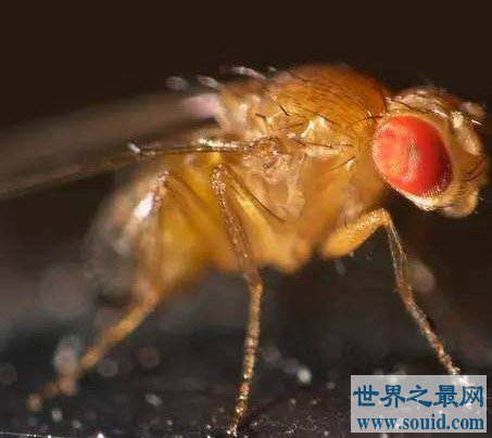 苍蝇之最，一种蝇竟然可以救人的生命！(www.gifqq.com)