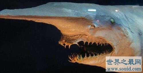 精灵鲨，唯一存活1.25亿年的海生物(www.gifqq.com)