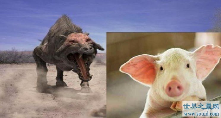 洪荒时代能与恐龙对抗的猪，后因智商太低被灭绝(www.gifqq.com)