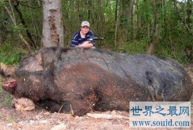 11岁男孩射杀近500公斤野猪，创下美国之最(www.gifqq.com)