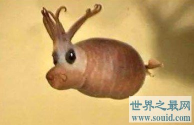 世界上最可爱的章鱼，面部是猪猪型的小猪章鱼(www.gifqq.com)