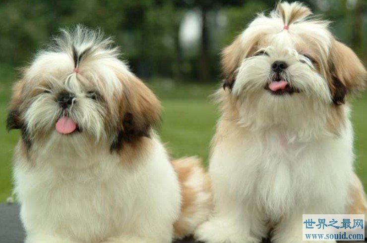 最可爱的西施犬，如何饲养会长寿呢？(www.gifqq.com)