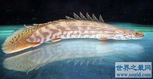 世界最漂亮的鱼王，是恐龙和鳄鱼结合体(www.gifqq.com)