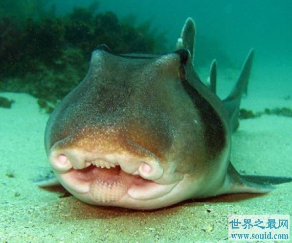 史上最可爱的鲨鱼，不会咬人，时刻在微笑(www.gifqq.com)