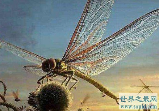 世界最大蜻蜓，早在2.5亿年前的二叠纪就已灭绝(www.gifqq.com)