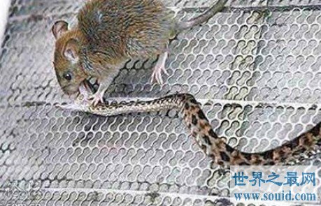 能够将蛇杀死，号称世界上最为凶恶的啮齿类老鼠(www.gifqq.com)